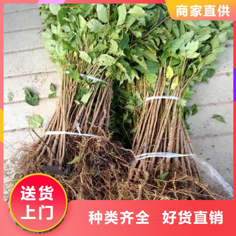 杜梨-奥红全红梨树苗厂家直营