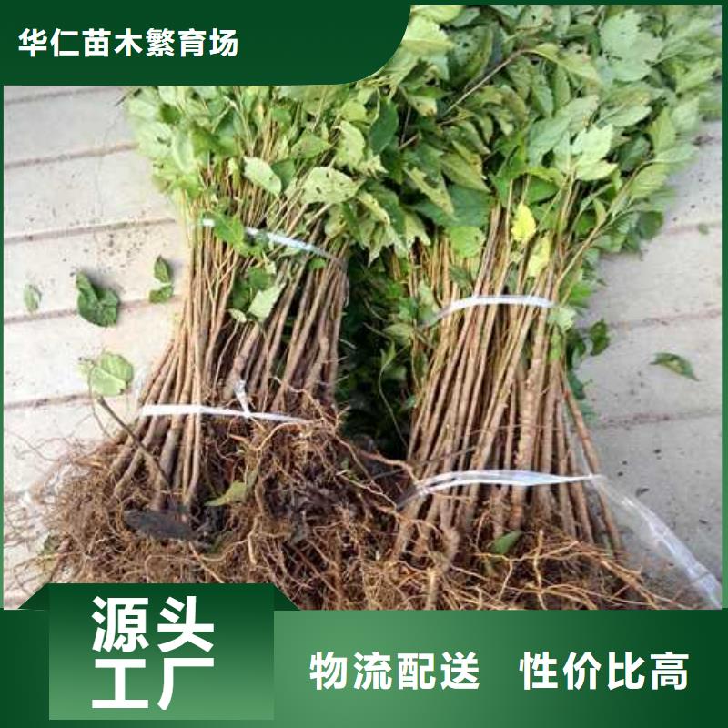 杜梨【红香酥梨树苗】现货齐全售后无忧