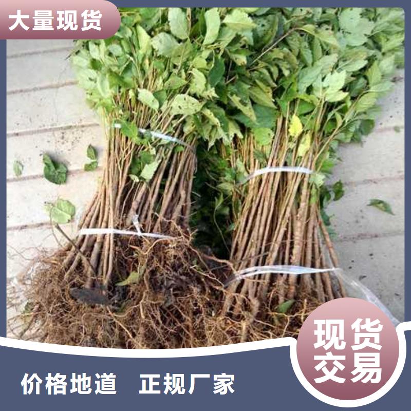 杜梨杜梨苗生产型