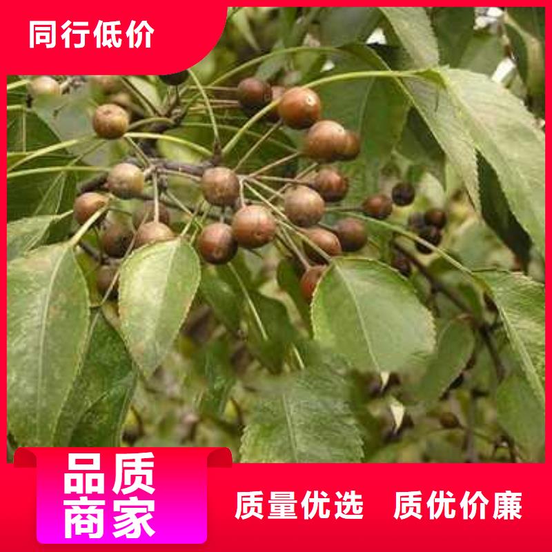 杜梨杜梨苗生产型