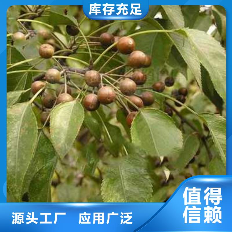 杜梨-奥红全红梨树苗品质无所畏惧