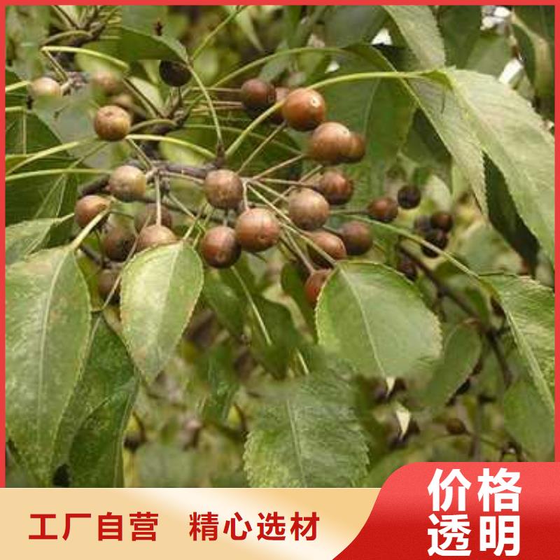 杜梨-奥红全红梨树苗细节决定品质