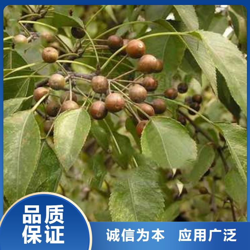 杜梨杜梨苗厂家供应