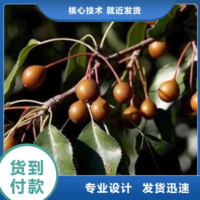 杜梨杜梨苗生产型