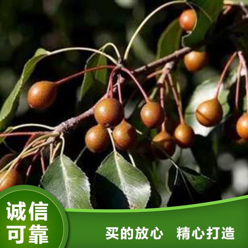 杜梨【红香酥梨树苗】现货齐全售后无忧
