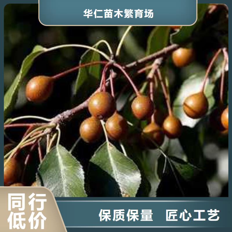 杜梨红香酥梨树苗懂您所需