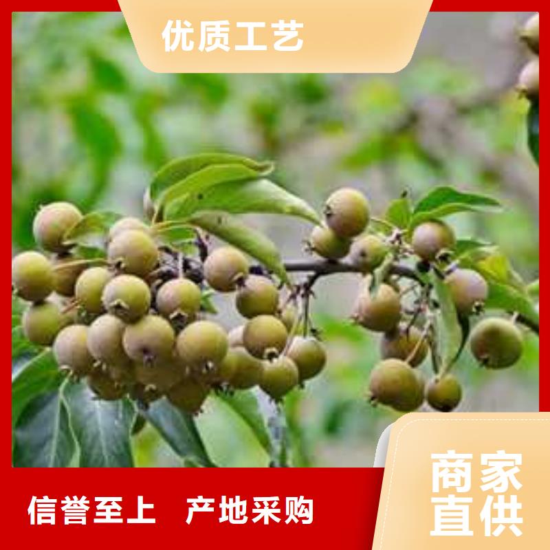 杜梨梨树苗基地口碑好实力强