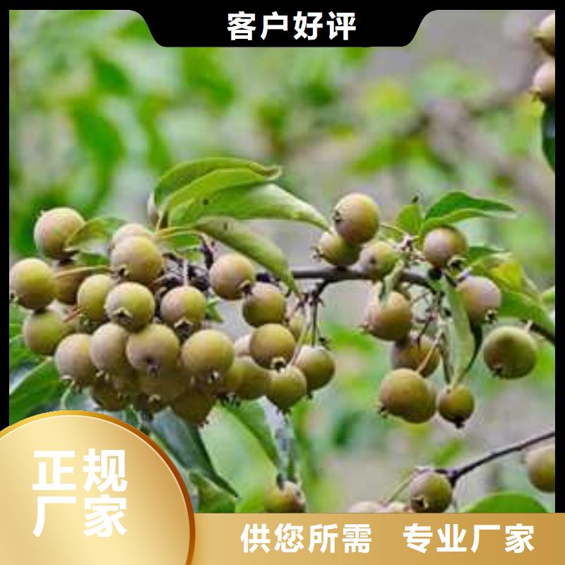 杜梨杜梨苗出厂价