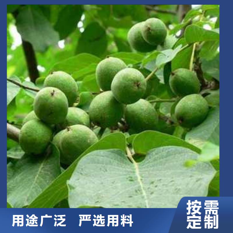 杜梨杜梨苗厂家供应