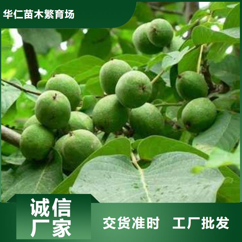 杜梨梨树苗基地口碑好实力强