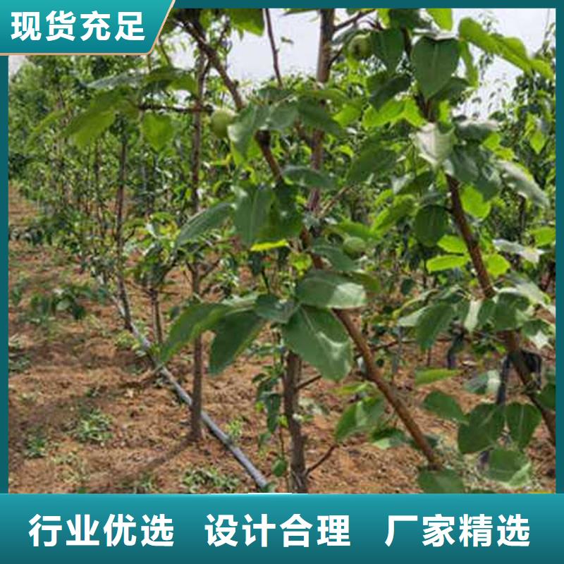 杜梨梨树苗基地口碑好实力强