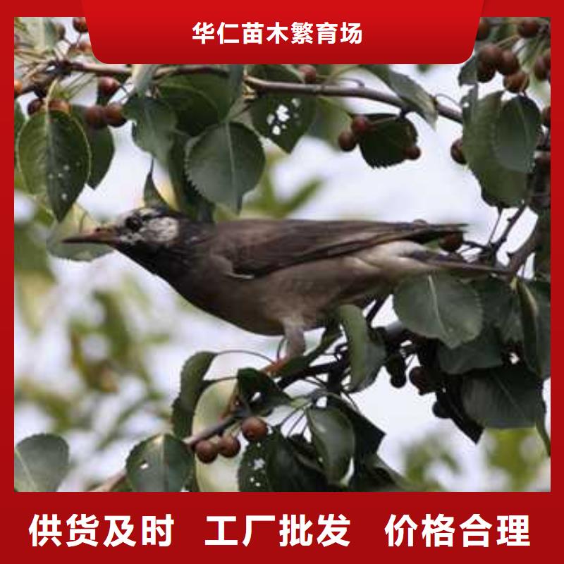 杜梨红香酥梨树苗懂您所需
