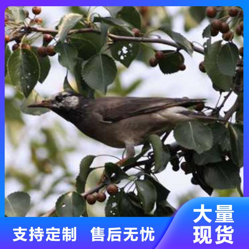 杜梨梨树苗基地口碑好实力强