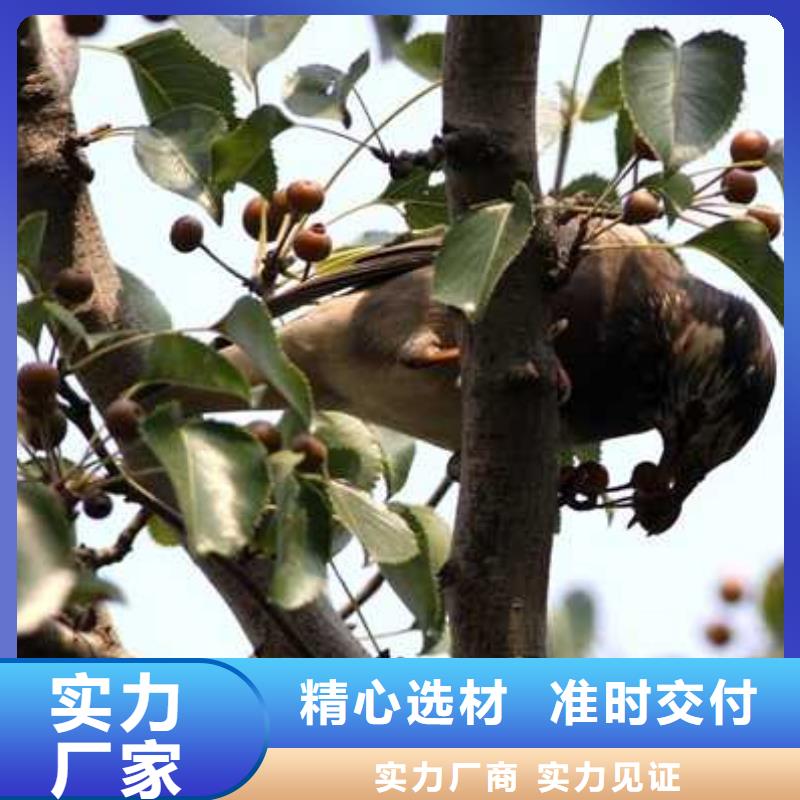 【杜梨】海棠苗用心细节