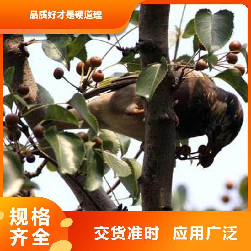 杜梨梨树苗基地口碑好实力强