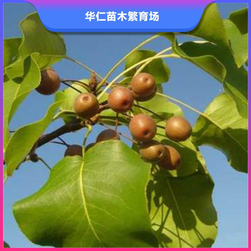 杜梨红香酥梨树苗懂您所需