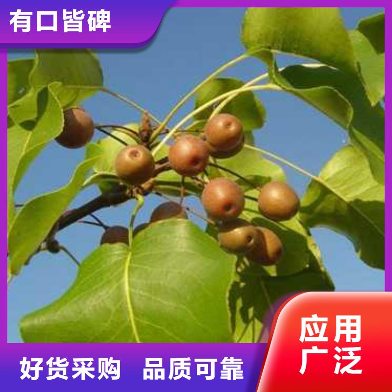 杜梨红香酥梨树苗经验丰富品质可靠