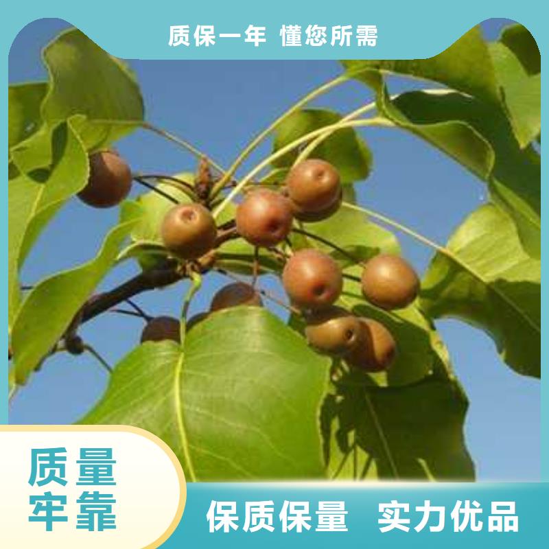 杜梨梨树苗基地口碑好实力强