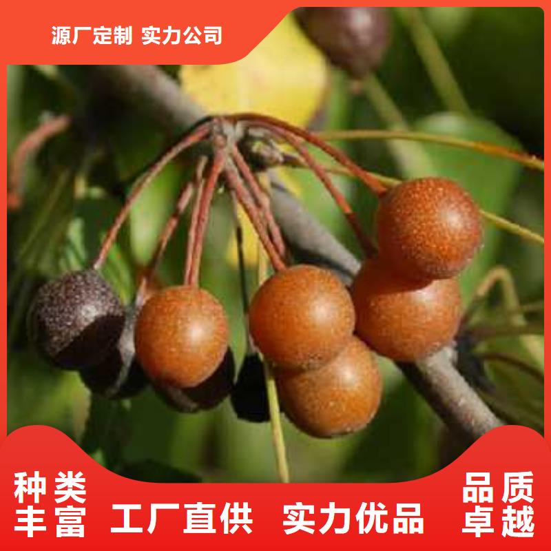 杜梨梨树苗基地口碑好实力强