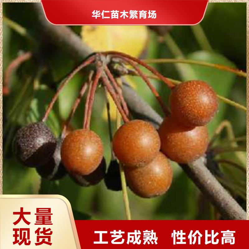 杜梨红香酥梨树苗生产厂家