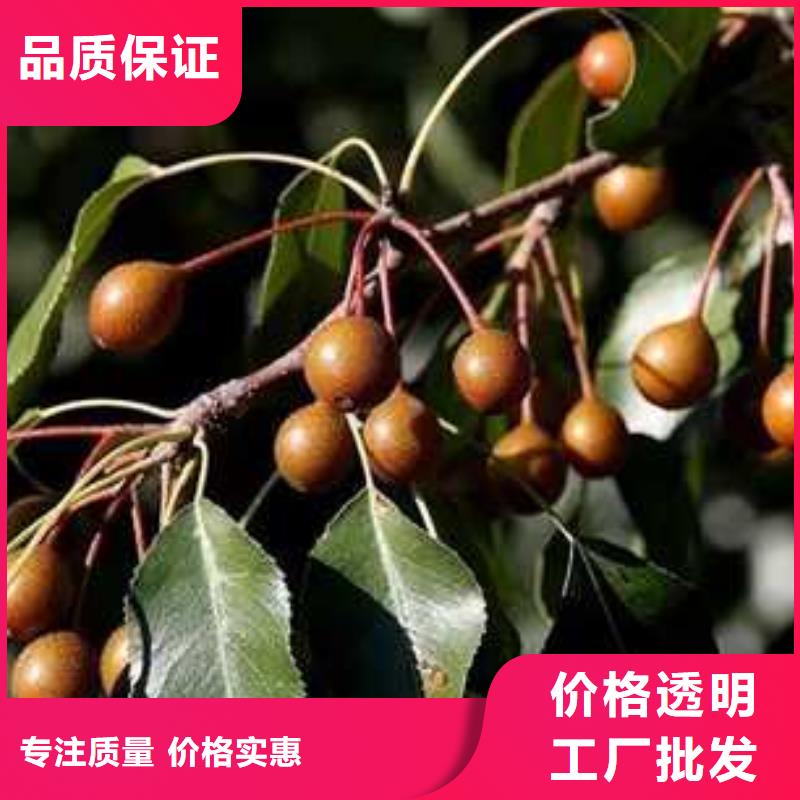 杜梨梨树苗基地口碑好实力强