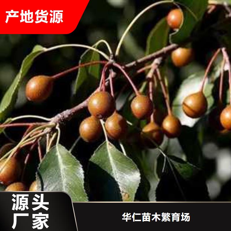 杜梨红香酥梨树苗懂您所需