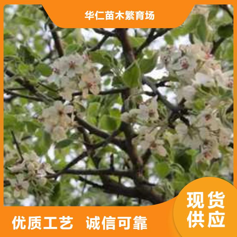 杜梨梨树苗基地口碑好实力强
