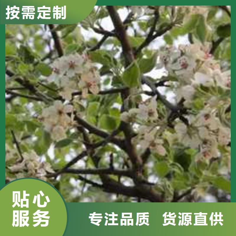 杜梨毛桃苗N年生产经验