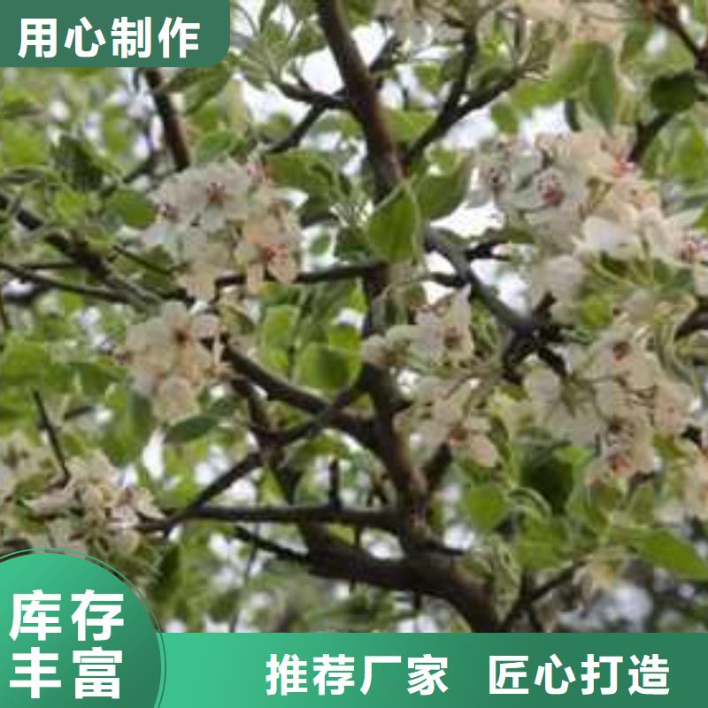 杜梨-梨树苗基地诚信可靠