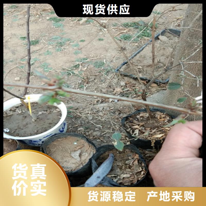 杈杷果_【桃树苗】品质有保障