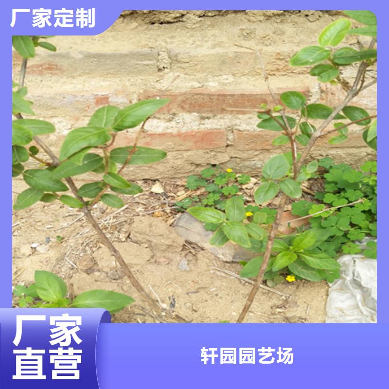 杈杷果樱桃苗发货及时