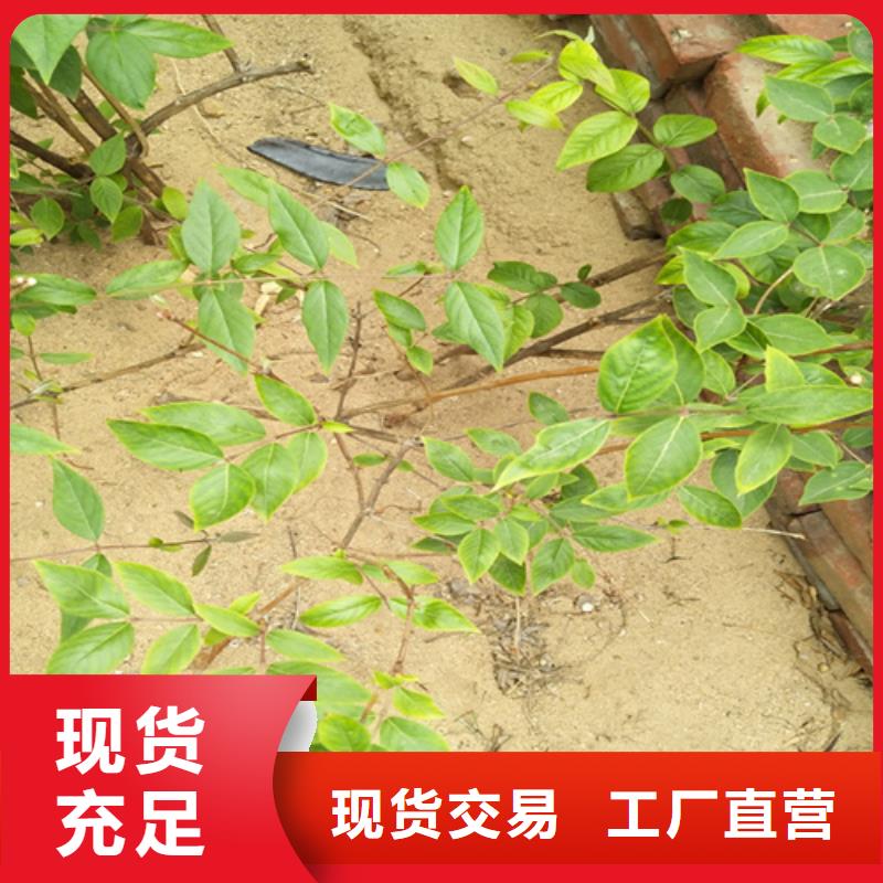 北美冬青-视频-北美冬青-吉林省长春市(周边)生产厂家-德惠|九台|吉林|延边|辽源|通化|四平