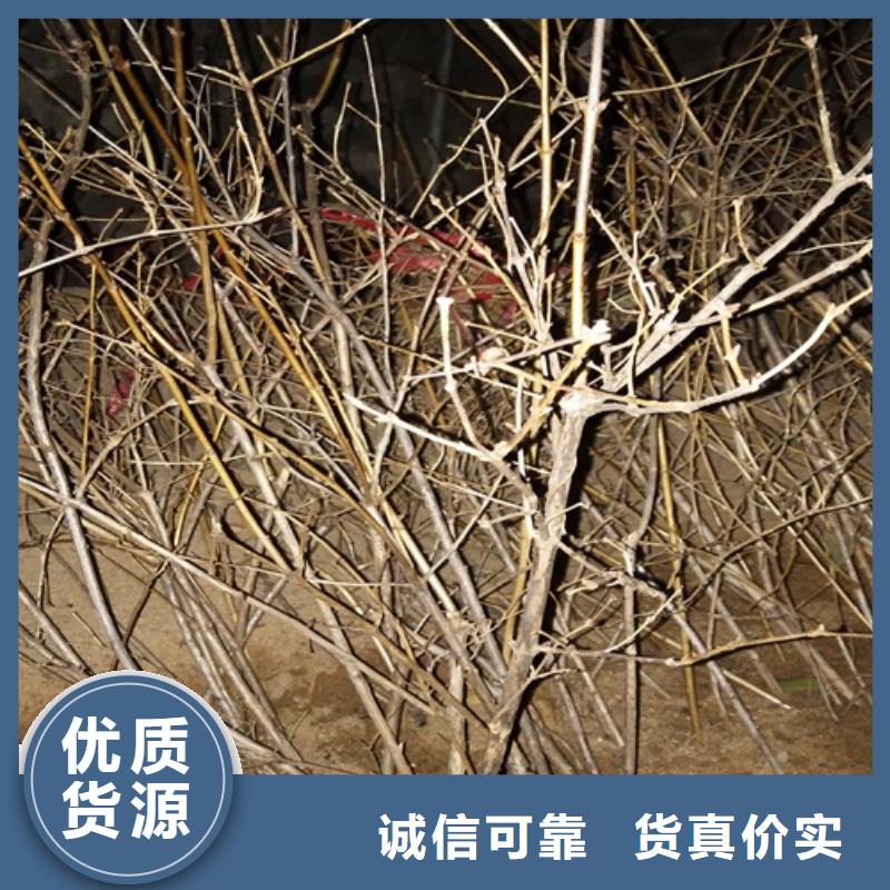 北美冬青-视频-北美冬青(轩园)覆盖地域河北省唐山市古冶|路北|石家庄|承德|邯郸|衡水|廊坊|保定