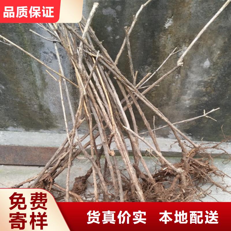 北美冬青-视频-北美冬青-吉林省长春市(周边)生产厂家-德惠|九台|吉林|延边|辽源|通化|四平