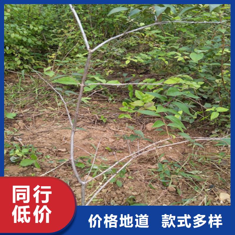 杈杷果樱桃苗发货及时