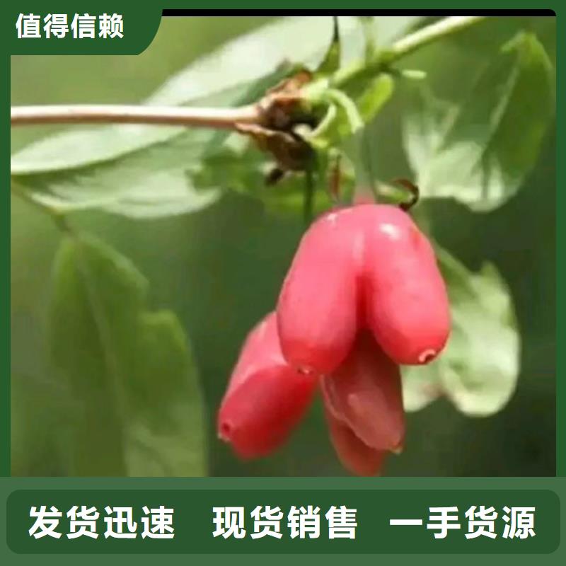 杈杷果樱桃苗发货及时