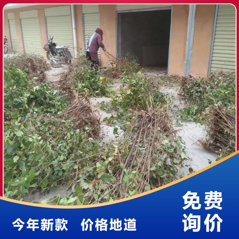 北美冬青-视频-北美冬青-吉林省长春市(周边)生产厂家-德惠|九台|吉林|延边|辽源|通化|四平