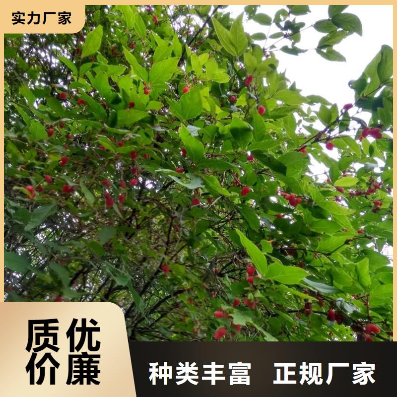 杈杷果樱桃苗老品牌厂家