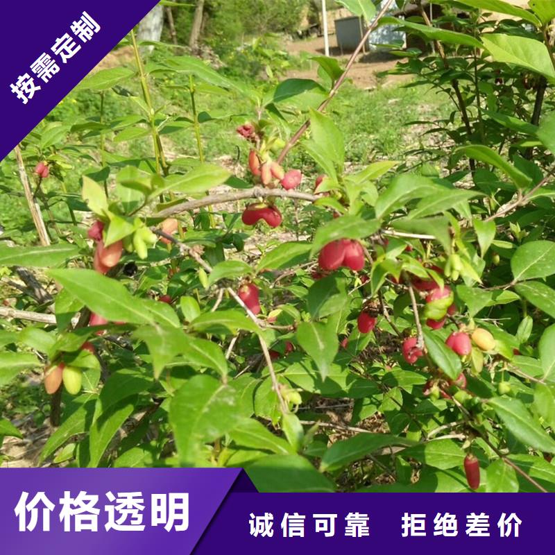北美冬青-视频-北美冬青(轩园)覆盖地域河北省唐山市古冶|路北|石家庄|承德|邯郸|衡水|廊坊|保定