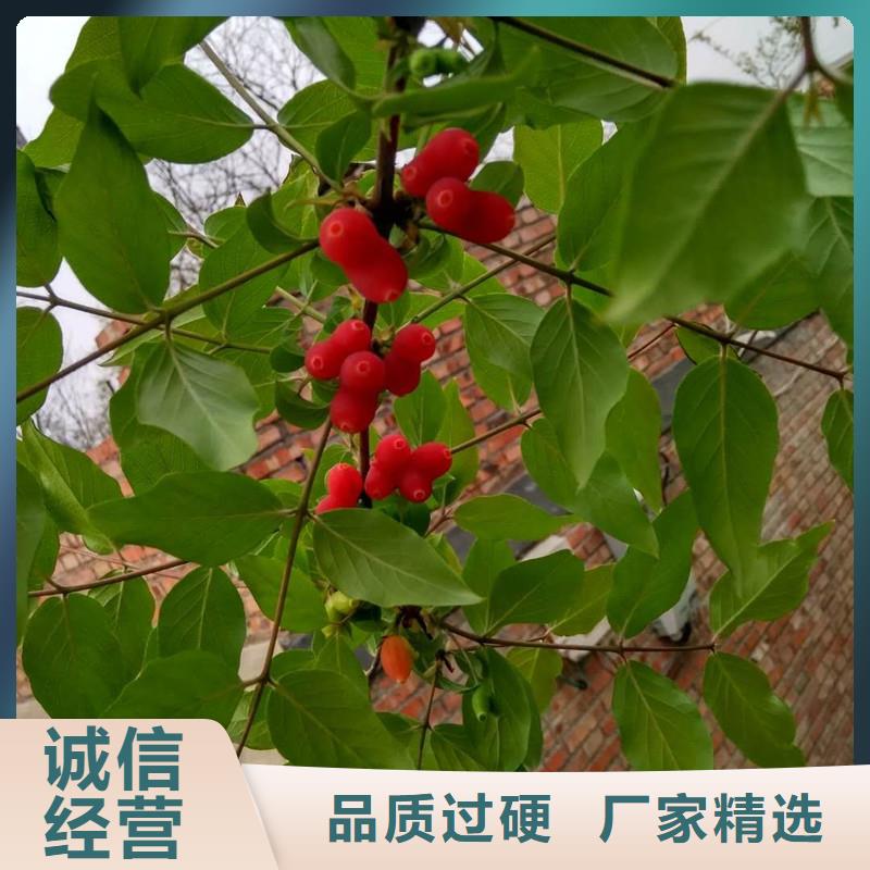 北美冬青-视频-北美冬青(轩园)覆盖地域河北省唐山市古冶|路北|石家庄|承德|邯郸|衡水|廊坊|保定