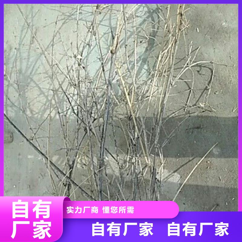 北美冬青-视频-北美冬青(轩园)覆盖地域河北省唐山市古冶|路北|石家庄|承德|邯郸|衡水|廊坊|保定