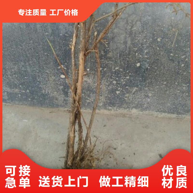 北美冬青-视频-北美冬青(轩园)覆盖地域河北省唐山市古冶|路北|石家庄|承德|邯郸|衡水|廊坊|保定