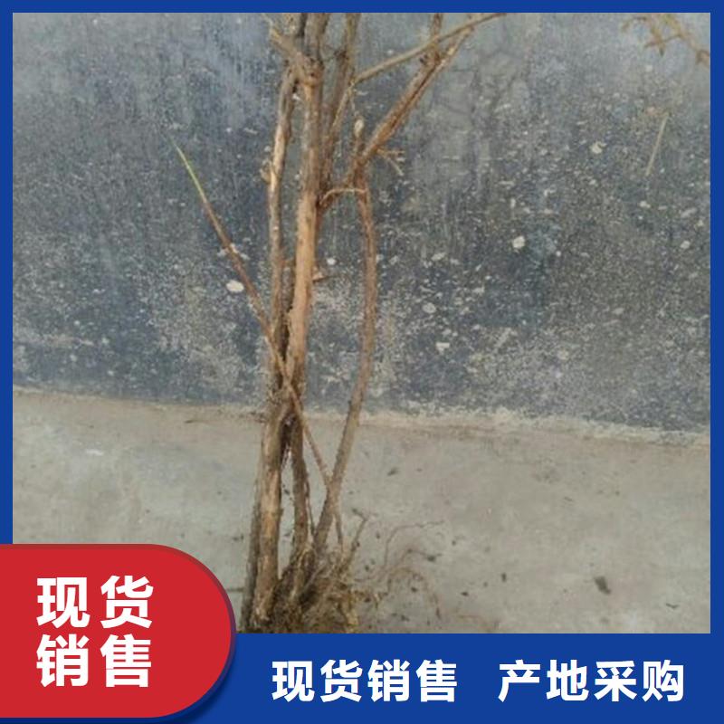 北美冬青-视频-北美冬青-吉林省长春市(周边)生产厂家-德惠|九台|吉林|延边|辽源|通化|四平