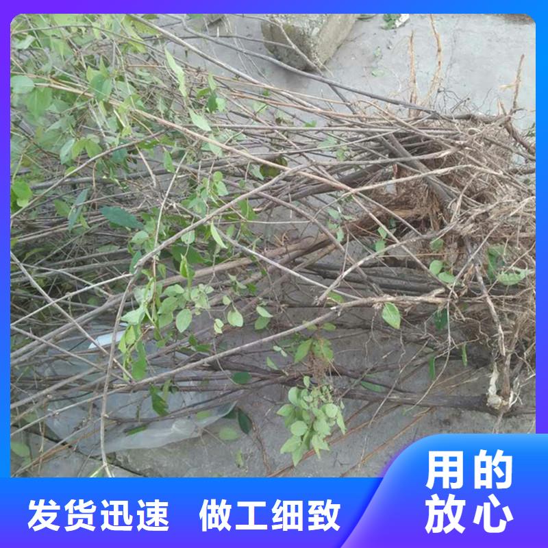 杈杷果_【桃树苗】品质有保障