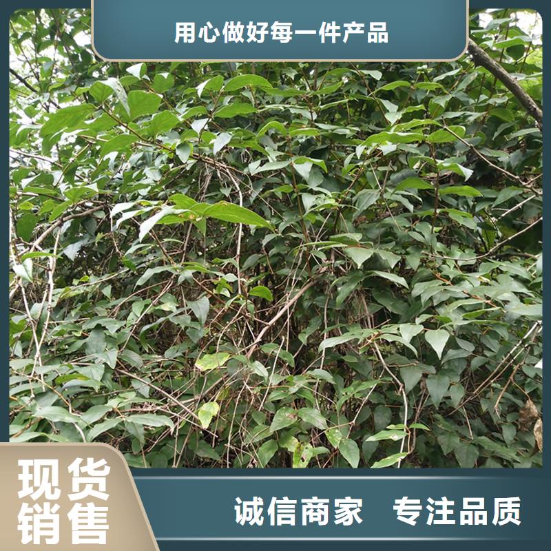 杈杷果樱桃苗老品牌厂家