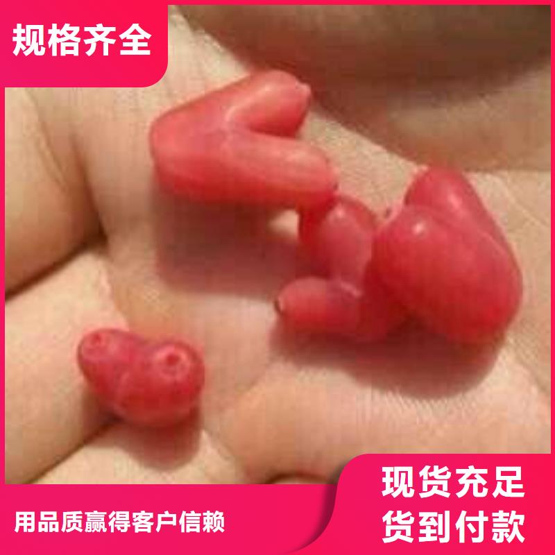 北美冬青-视频-北美冬青(轩园)覆盖地域河北省唐山市古冶|路北|石家庄|承德|邯郸|衡水|廊坊|保定