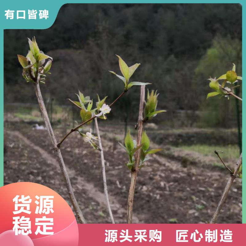 杈杷果樱桃苗老品牌厂家