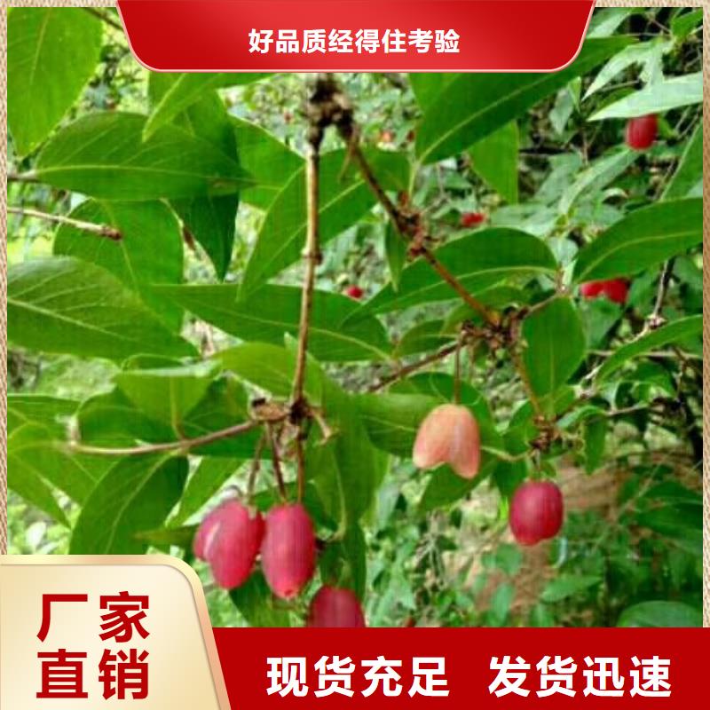 北美冬青-视频-北美冬青-吉林省长春市(周边)生产厂家-德惠|九台|吉林|延边|辽源|通化|四平