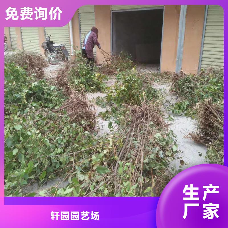 北美冬青-视频-北美冬青-吉林省长春市(周边)生产厂家-德惠|九台|吉林|延边|辽源|通化|四平