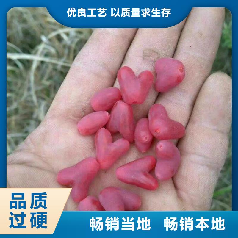 北美冬青-视频-北美冬青-吉林省长春市(周边)生产厂家-德惠|九台|吉林|延边|辽源|通化|四平